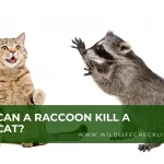 picture of raccoon killing a cat