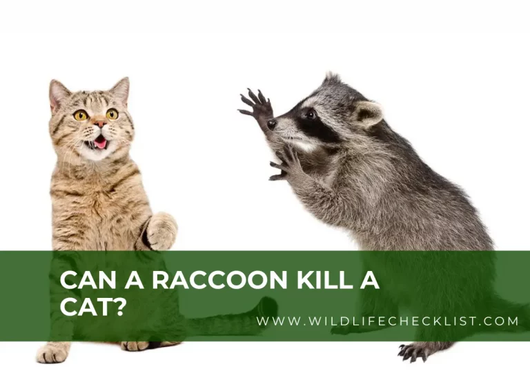 Can A Raccoon Kill A Cat? How To Prevent Your Pets From Raccoons
