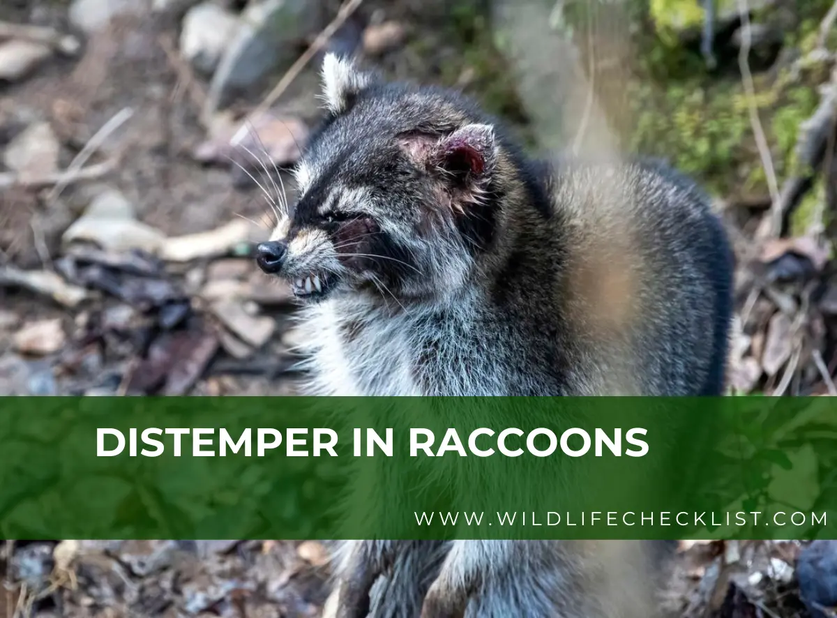 picture of distemper in raccoons