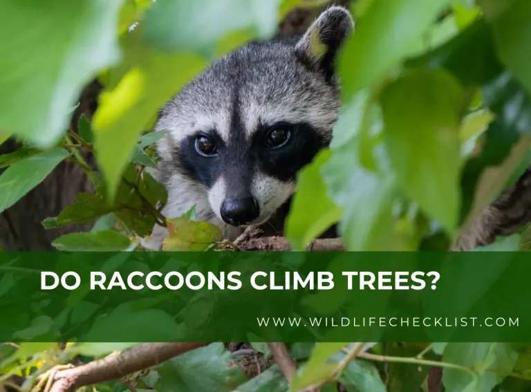 Do Raccoons Climb Trees? (See 5 Reasons Raccoons Climb Trees)