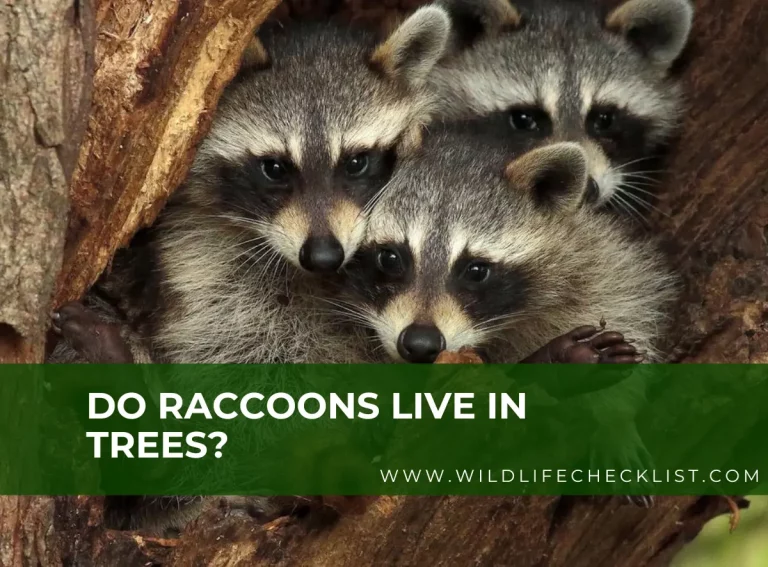 Do Raccoons Live in Trees? (And Why They Do)