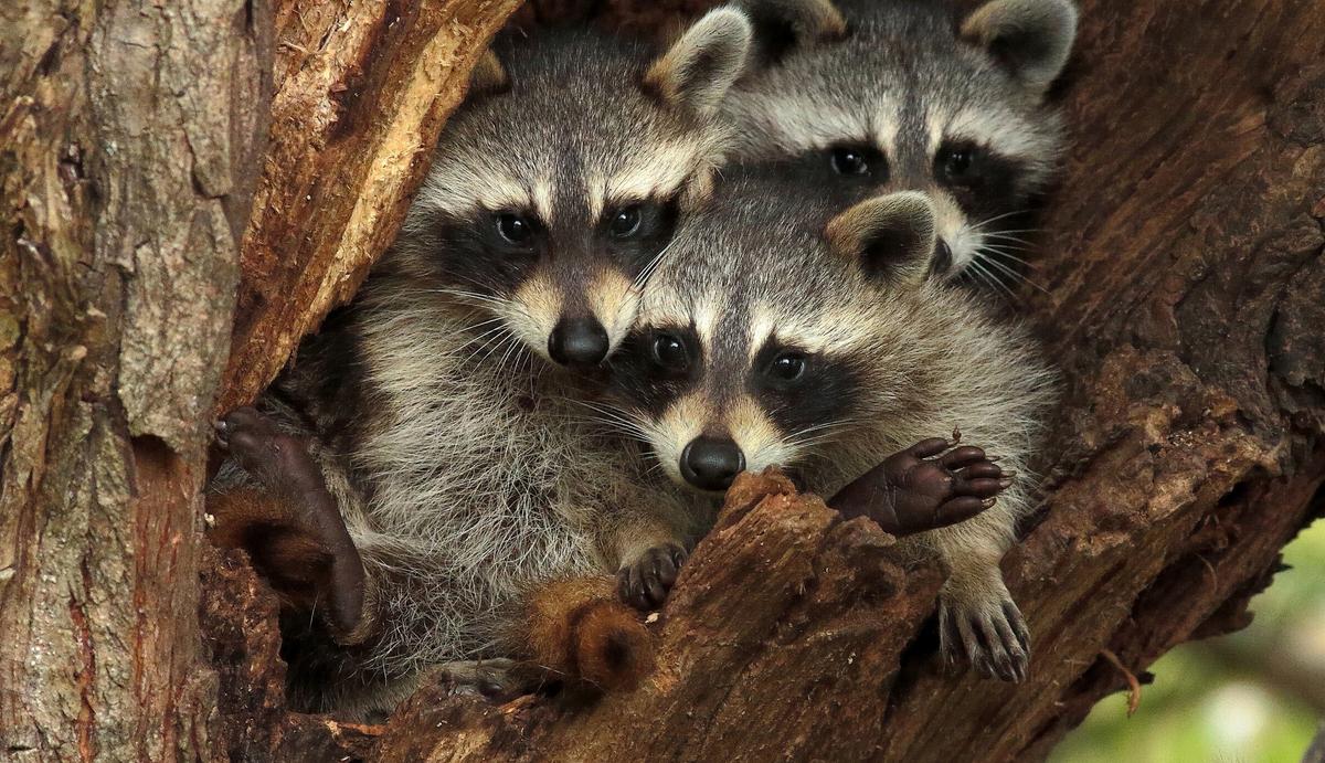 Do Raccoons Live in Trees? (And Why They Do) Wildlife Checklist