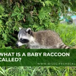 picture of a baby raccoon
