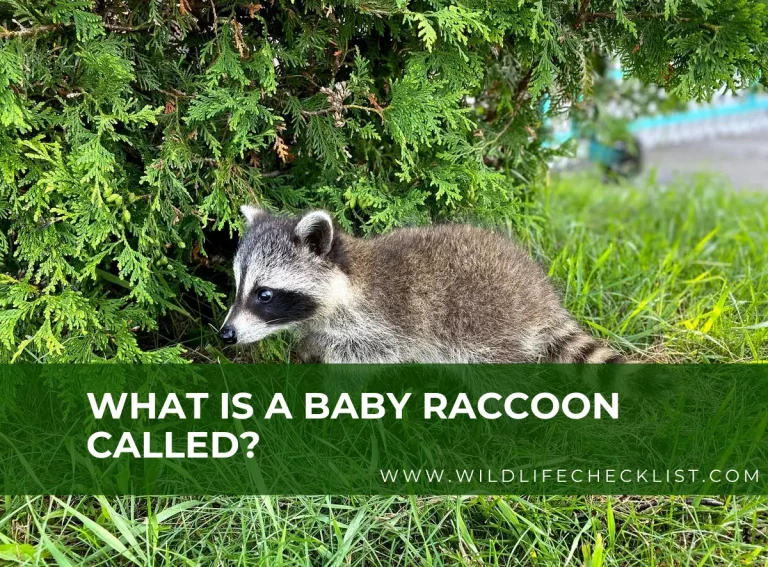 What Is A Baby Raccoon Called? (Male & Female)