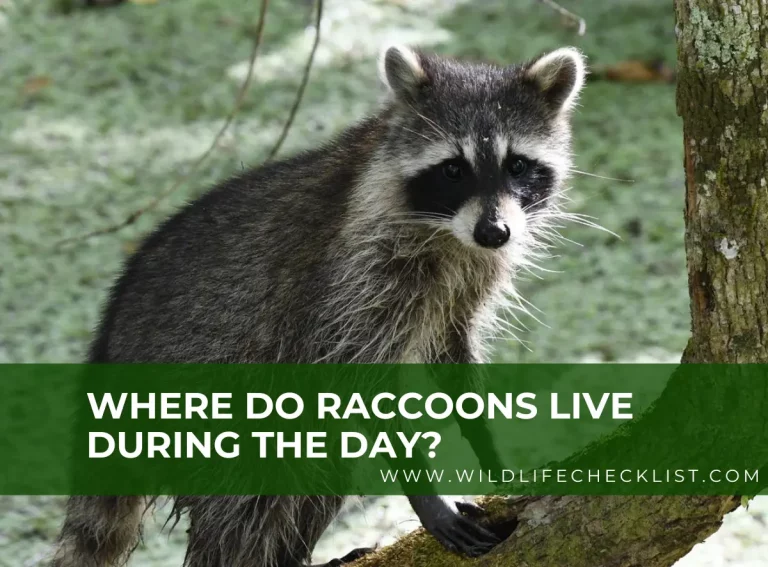Where Do Raccoons Live During The Day? Daytime Behaviors and Habitats