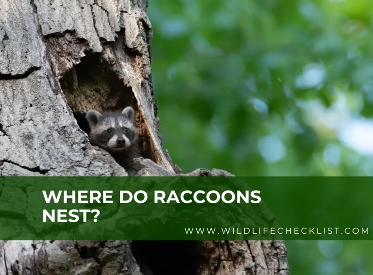Where Do Raccoons Nest? (With Photos)