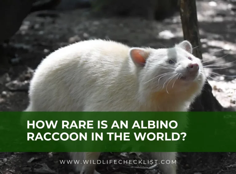 How Rare is an Albino Raccoon? (Where to Find One)
