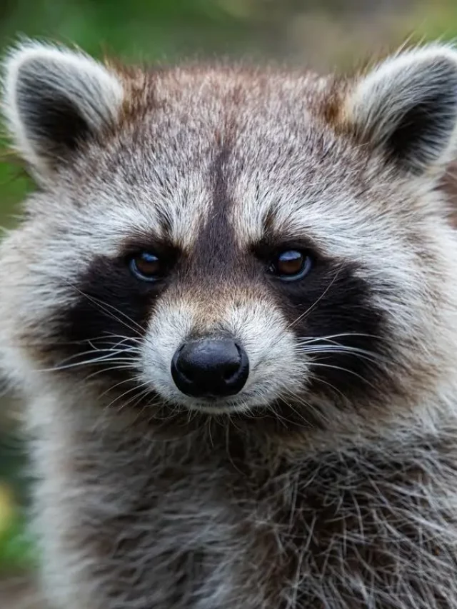Can Raccoons Really Be Domesticated? Expert Insights & Tips