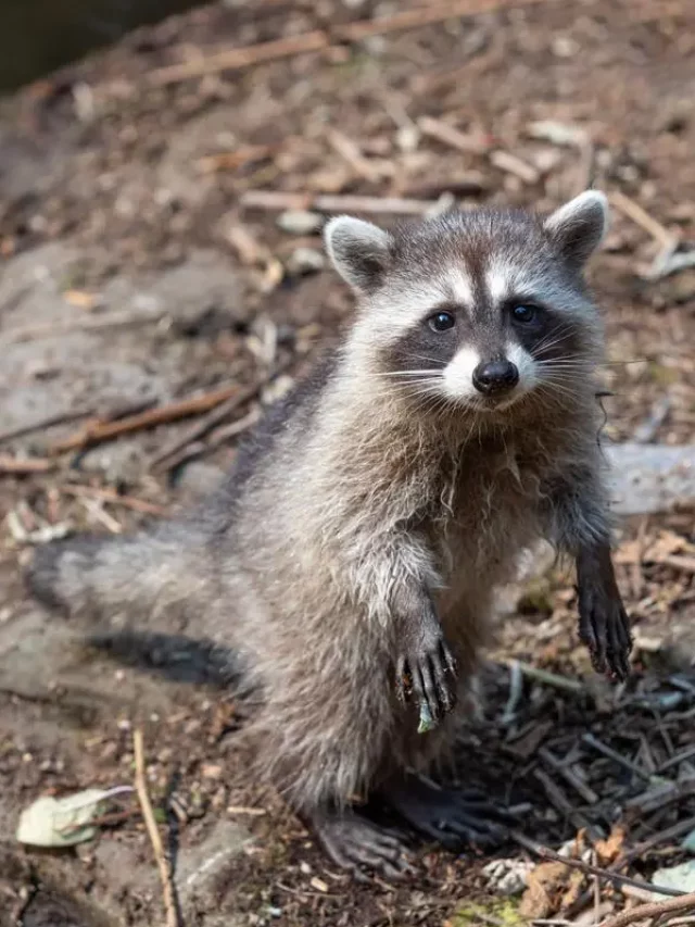 Do Raccoons Live Underground? | Everything You Need to Know