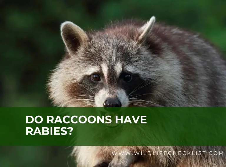 Do Raccoons Have Rabies? (3 Signs That A Raccoon Has Rabies)