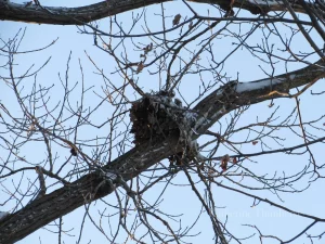 raacoon in abandoned bird nest