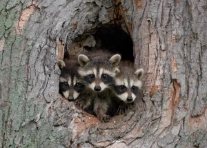 raccoon in tree cavities