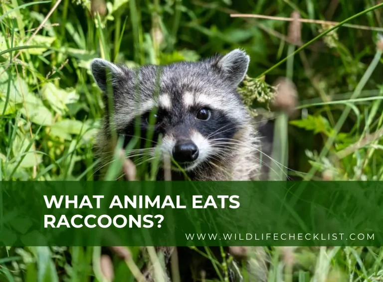 What Animal Eat Raccoons? (Raccoons Natural Predators)