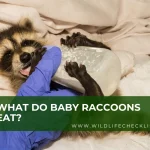 picture of baby raccoon eating