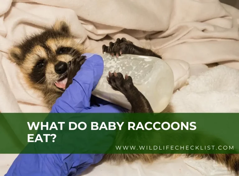 What Do Baby Raccoons Eat? Baby Raccoon Feeding Chart