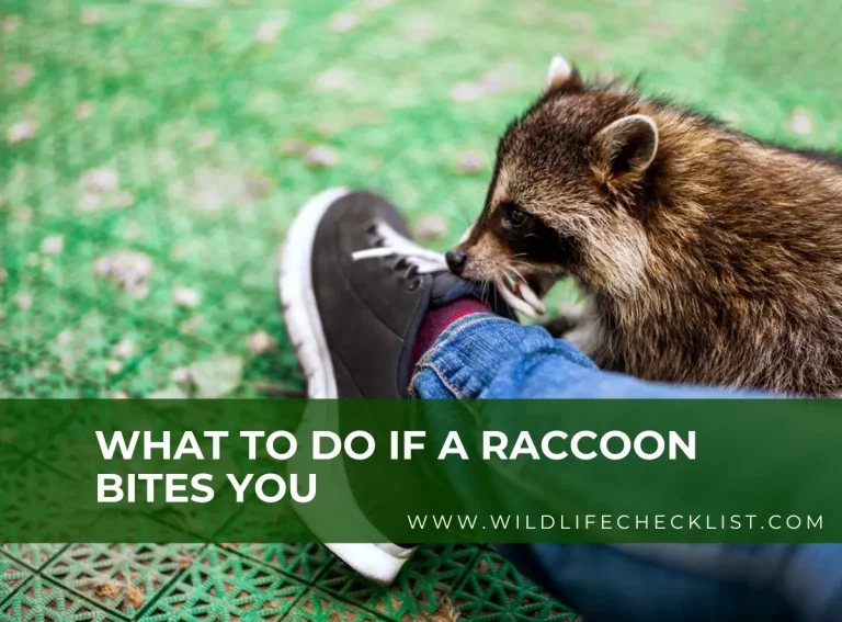 What To Do If A Raccoon Bites You (Best Home Remedies)