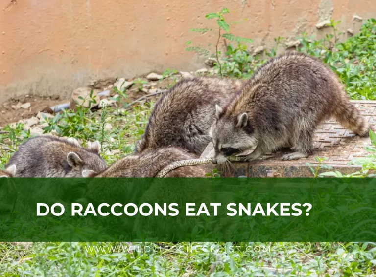 Do Raccoons Eat Snakes? (Are They Immune to Snake Venom?)