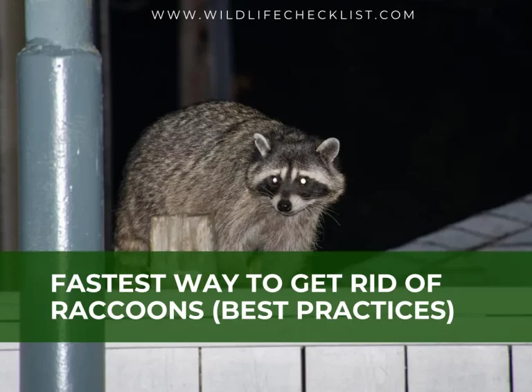 Fastest Way to Get Rid of Raccoons (Best Practices)