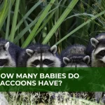 picture of baby raccons