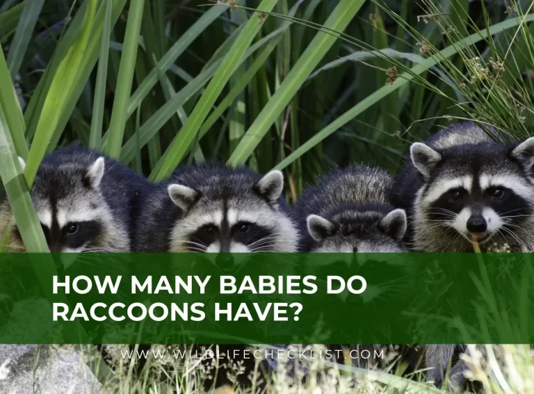 How Many Babies Do Raccoons Have? (And When They’re Born)