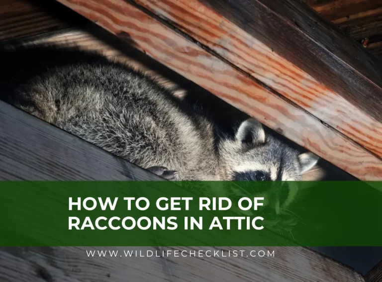 How To Get Rid Of Raccoons In Attic (And How to Keep Them From Reentering)