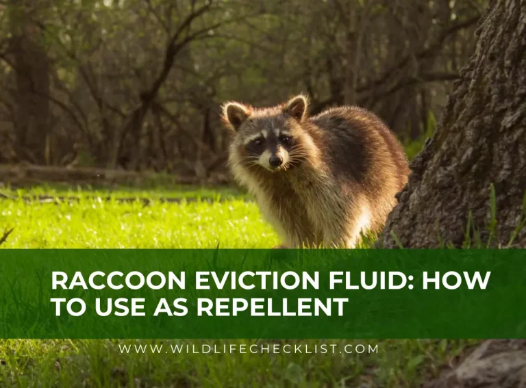 Raccoon Eviction Fluid: How To Use As Repellent