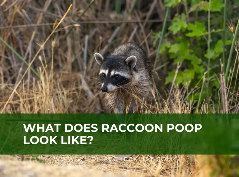 What Does Raccoon Poop Look Like? (Pictures)