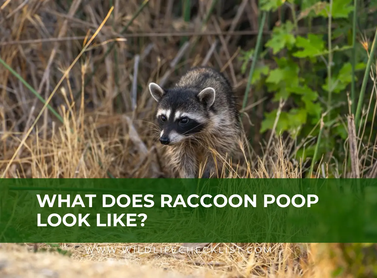 What Does Raccoon Poop Look Like? (Pictures) - Wildlife Checklist