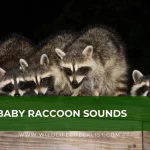 picture of baby raccoons