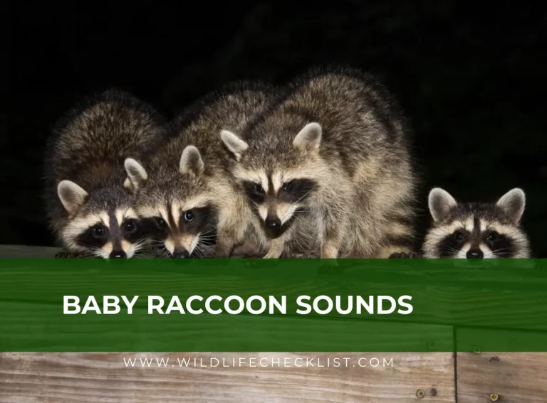 Baby Raccoon Sounds (What do Baby Raccoons Sound Like?)