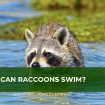 a picture of raccoon swimming