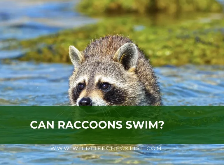 Can Raccoons Swim? (How to keep Them Away From Your Swimming Pool)