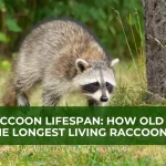 picture of the longest living raccoon