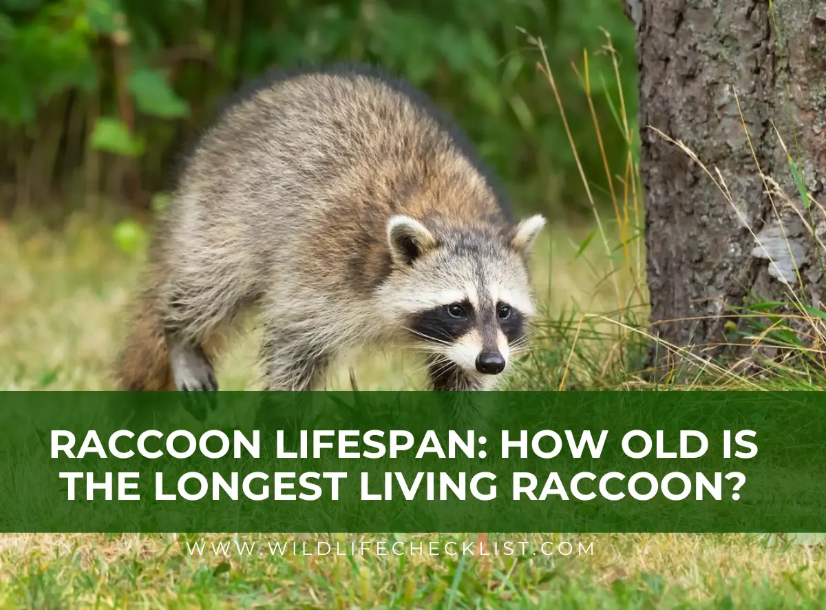 picture of the longest living raccoon