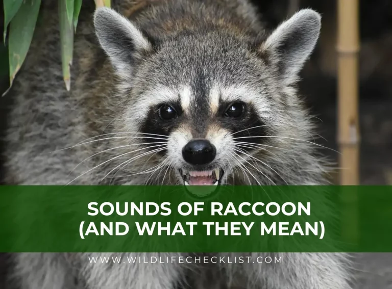 Sounds Of Raccoon (And What They Mean)