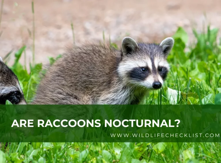 Are Raccoons Nocturnal? (Understanding Raccoon Activity Patterns)