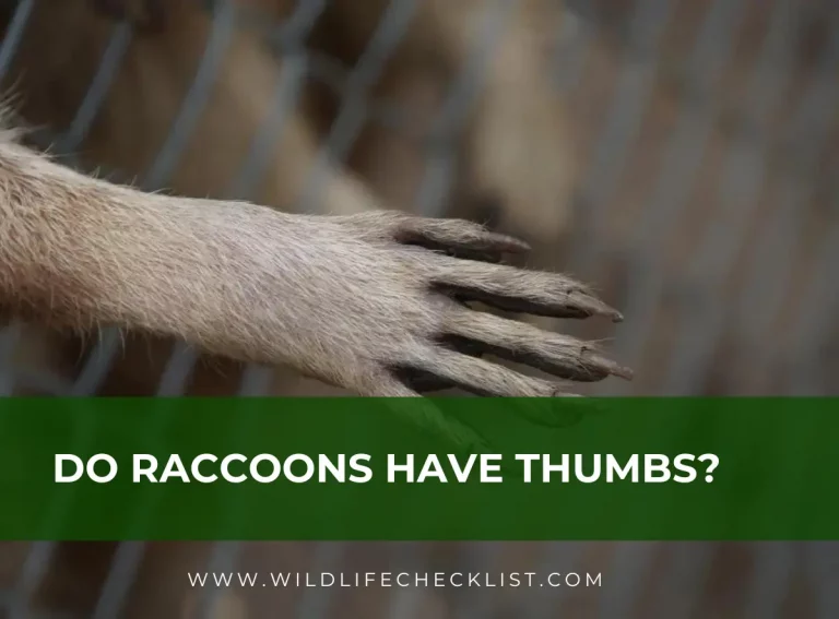 Do Raccoons Have Thumbs? (Unmasking the Mystery)