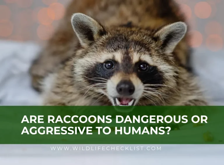 Are Raccoons Dangerous or Aggressive to Humans?