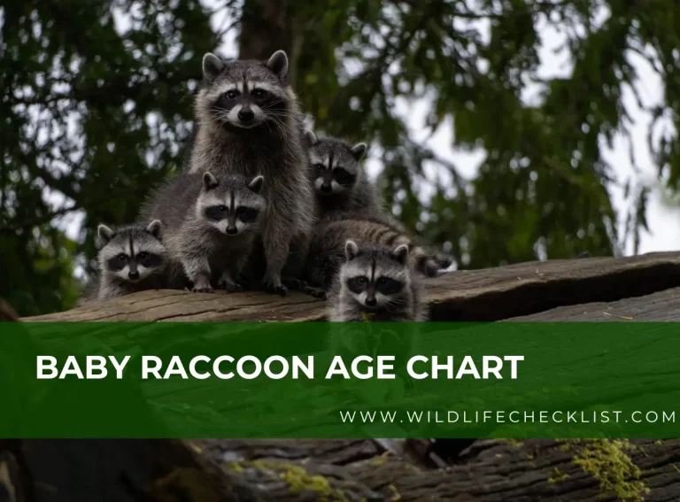 Baby Raccoon Age Chart: Everything You Need to Know