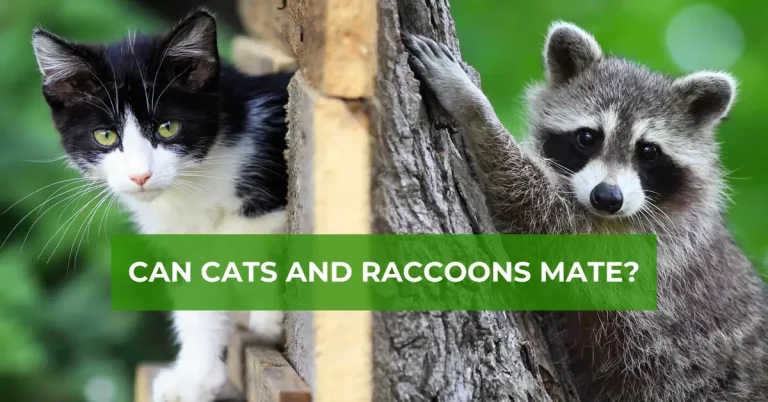 Can Cats and Raccoons Mate?