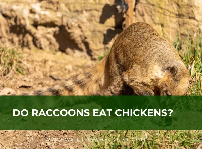 Do Raccoons Eat Chickens? (And How to Protect Chickens From Raccoon Attack)