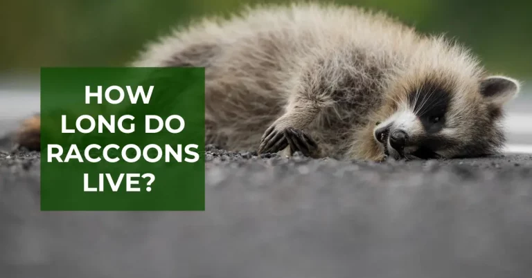 How Long Do Raccoons Live? See The Average Lifespan Of A Raccoon
