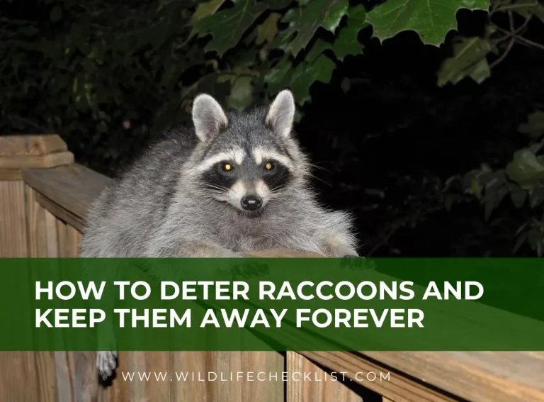 How to Deter Raccoons and Keep Them Away Forever