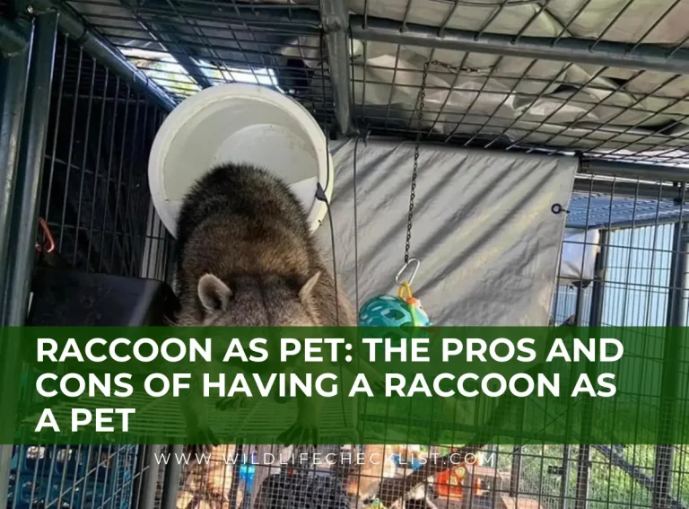 Raccoon As Pet: The Pros And Cons Of Having Raccoon As Pet