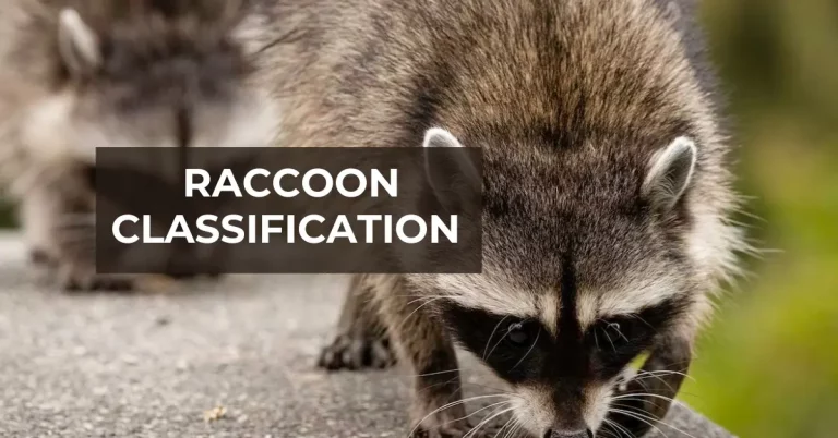 Are Raccoons Classified As Rodents?