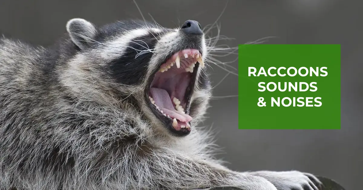 what does a raccoon sound like