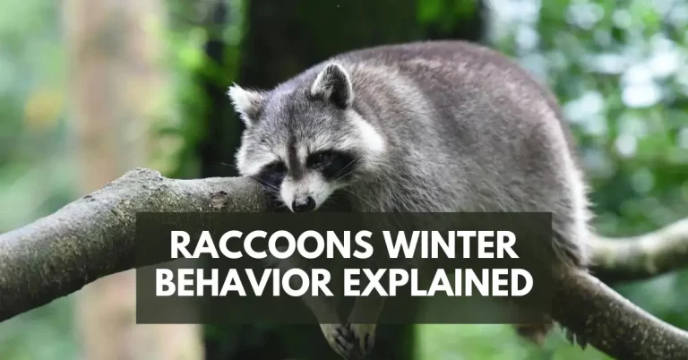 Do Raccoons Hibernate? Raccoons Winter Behavior Explained