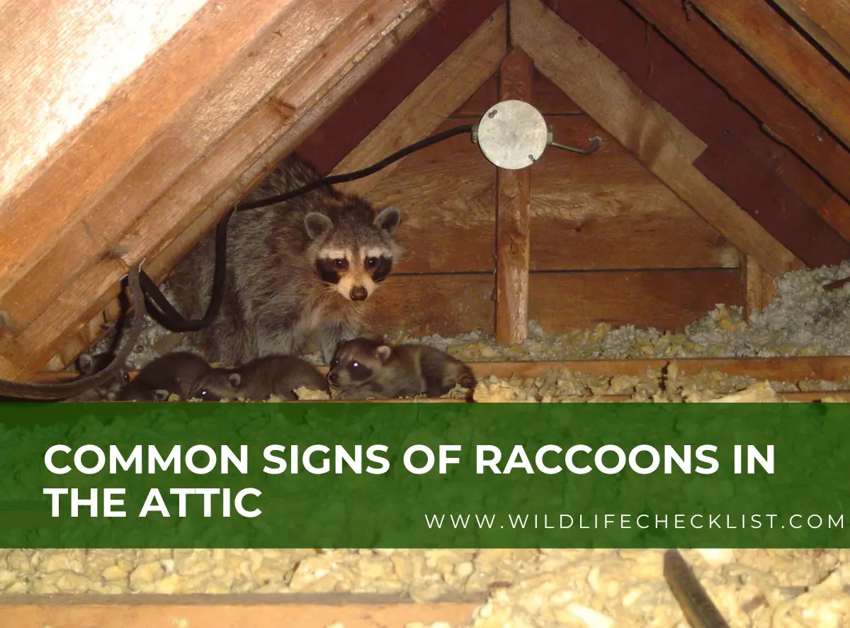 signs of raccoons in the attic
