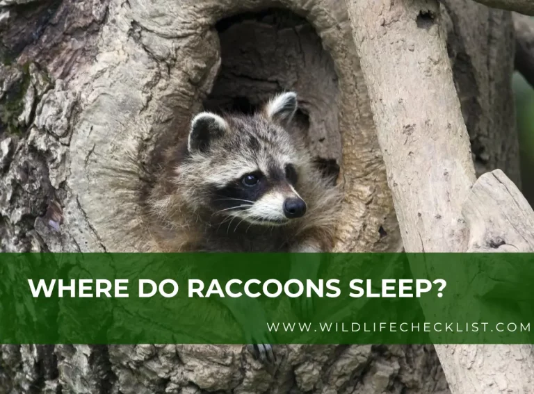 Where Do Raccoons Sleep? (Where to Find a Sleeping Raccoon)