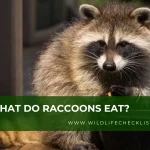 picture of a raccoon eating